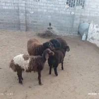 فروش بره قوچ همو و هترو