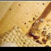 سمپاشی تخصصی انواع سوسک و ساس و آفات کنه تضمینی‌