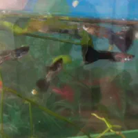 ساعت با ماهی گوپی آنجل|ساعت|گلبهار, شهر جدید گلبهار|دیوار