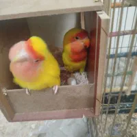 کوتوله برزیلی روی تخم