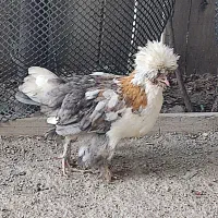 مرغ پاپر نژاد دار|حیوانات مزرعه|احمدآبادمستوفی, |دیوار