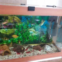 اکواریوم و ماهی