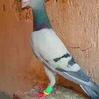 گمشده|حیوانات|کازرون, |دیوار