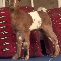 کهر شیر خوار بازیگوش دوقلوازمخصوص زیربز شیر پستنک