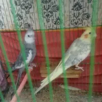 عروس هلندی