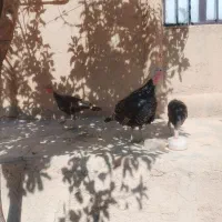 بوقلمون نر جوجه ۶ ماهه|حیوانات مزرعه|کبودرآهنگ, |دیوار