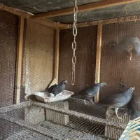 فروش نر بلدرچین کالیفرنیا|حیوانات مزرعه|رامسر, |دیوار