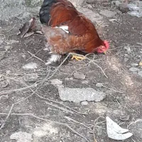 خروس کوشین و لاری