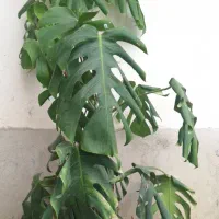 برگ انجیری و سیکاس|گل و گیاه طبیعی|رشت, حافظ آباد|دیوار