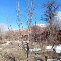 هرس کاری|خدمات باغبانی و درختکاری|تبریز, |دیوار