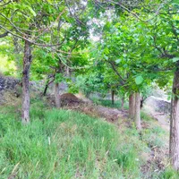 باغ روستای کهندان