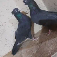 کبوتر|پرنده|گندمان, |دیوار