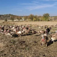 بوقلمون محلی|حیوانات مزرعه|بانه, |دیوار