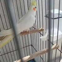 عروس هلندی نر