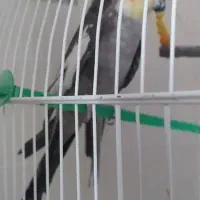 عروس هلندی جوان نیمه اهلی