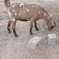 تعدادی بز پاکستانی دو قلو زا