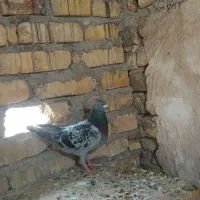 ۲ عدد کفتر خوب