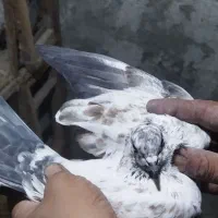 تعداد4جفت کفتر بدردبخور پرشی همه سفیدی|پرنده|ساوه, |دیوار