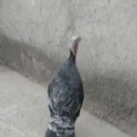 بوقلمون
