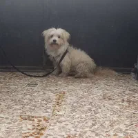 سگ پاکوتاه