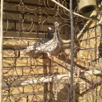 کبوتر|پرنده|مشهد, باغ فراگرد|دیوار