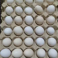 فروش تخمه مرغ گلین