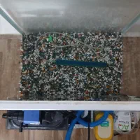 آکواریوم شیشه خم شرکتی با تمامی لوازم حرفه ای|ماهی|تبریز, |دیوار