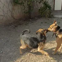 سگ ژرمن و گرگی|سگ|صوفیان, |دیوار