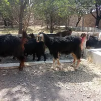 بزغاله بره بز