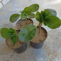 گل های زیبا و مقاوم خانگی|گل و گیاه طبیعی|نجف‌آباد, بازار|دیوار