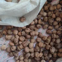 گردو