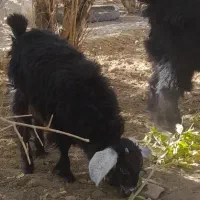 بز آبستن همراه بزغاله حراج|حیوانات مزرعه|خاش, |دیوار