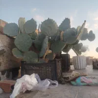 گل کاکتوس میوه داده