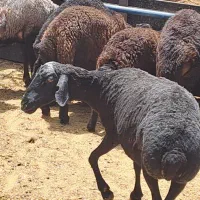 گوسفند چاق مناسب قربانی کردن