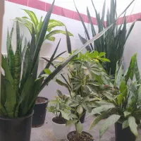 گل و گیاه|گل و گیاه طبیعی|گنبد کاووس, |دیوار