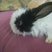 جوجه خرگوش