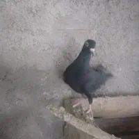 کبوترزاغ فروشی|پرنده|آشخانه, |دیوار