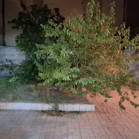 اجاره آپارتمان ۹۰ متری ۲ خوابه همکف در سید رضی|اجارهٔ آپارتمان|مشهد, سید رضی|دیوار