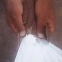 سرخ دم سفید