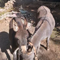 الاغ ماده 4ساله به همراه کره ماده 5ماهه|حیوانات مزرعه|آسارا, |دیوار