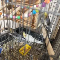 سه عدد عروس هلندی زیبا|پرنده|تهران, اتابک|دیوار