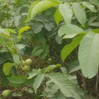 فروش نهال گردو کاغذی|گل و گیاه طبیعی|سراب, |دیوار