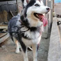 سگ هاسکی ماده1 ساله