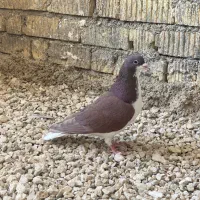 شهری|حیوانات|شیراز, کفترک|دیوار