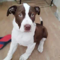 سگ پیتبول نر