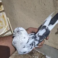 فروش یا معاوضه کفتر