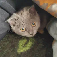 بچه گربه اسکاتیش فولد شورت هیر چالوس آمل محمودآباد|گربه|نوشهر, |دیوار