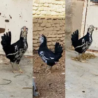 مرغ و خروس گلین لری ریشو .نیمچه و جوجه|حیوانات مزرعه|اصفهان, میرعماد|دیوار