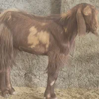 بز،تعدادی بز داشتی درجه یک آبستن کهره دارچغل|حیوانات مزرعه|وحدتیه, |دیوار