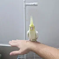 عروس هلندی|پرنده|گنبد کاووس, |دیوار